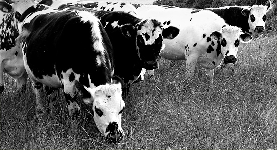 des vaches - some cows